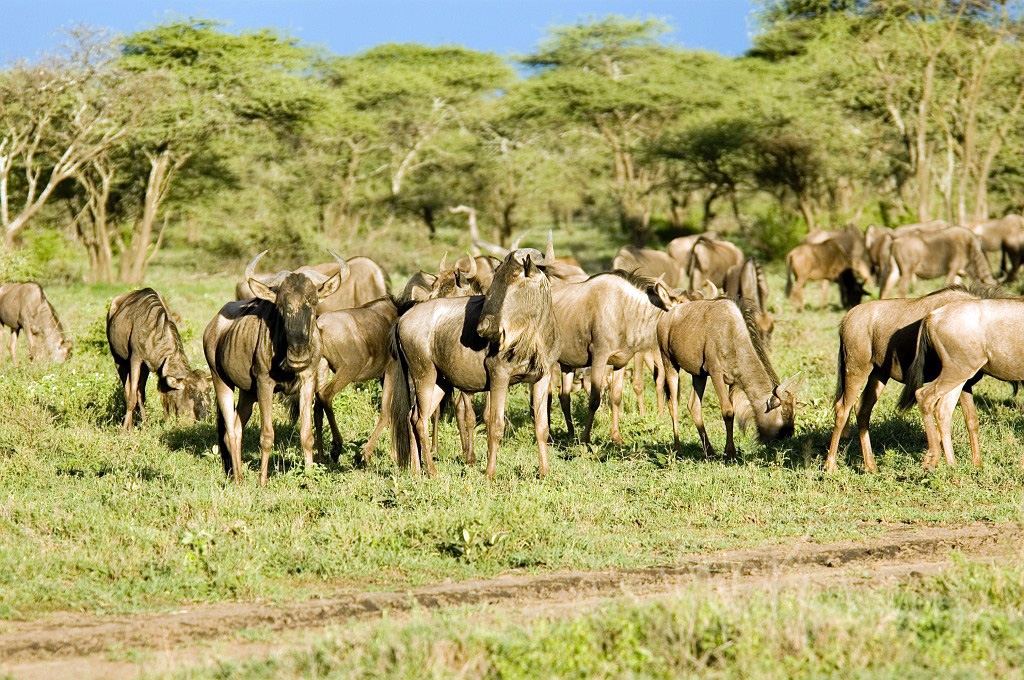Ndutu Gnu flok20_1.jpg - Blue Wilderbeest (Connochaetus taurinus), Tanzania March 2006